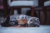 istock Scottish Fold Cat 1473709760