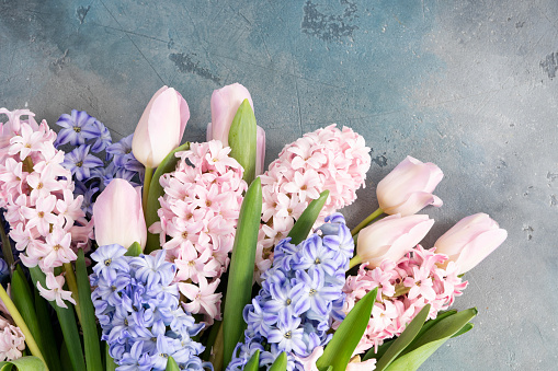 Easter scene with fresh tulips and hyacinth flowers border over gray background