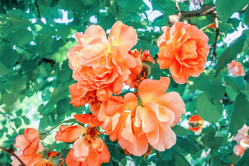 Gorgeous bush of orange climbing roses growing in summer garden. Shrub of big beautiful apricot colour rose flowers grow in spring park. Beauty Floribunda bright roses blooming in green leaves
