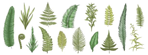 illustrazioni stock, clip art, cartoni animati e icone di tendenza di schizzo di foglie di felce. piante forestali colorate elementi decorativi disegnati a mano per inviti e biglietti di auguri, collezione di erbe. insieme botanico vettoriale - fractal fern