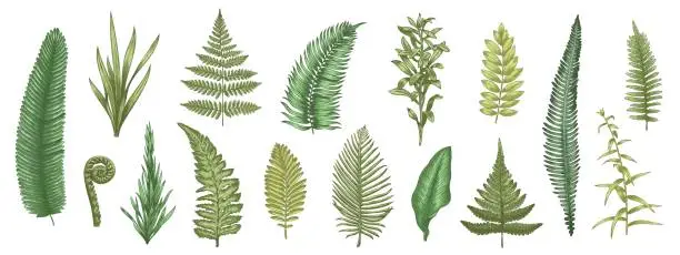 Vector illustration of Fern leaves sketch. Forest plants colored hand drawn decorative design elements for invitation and greeting cards, herbal collection. Vector botanical set