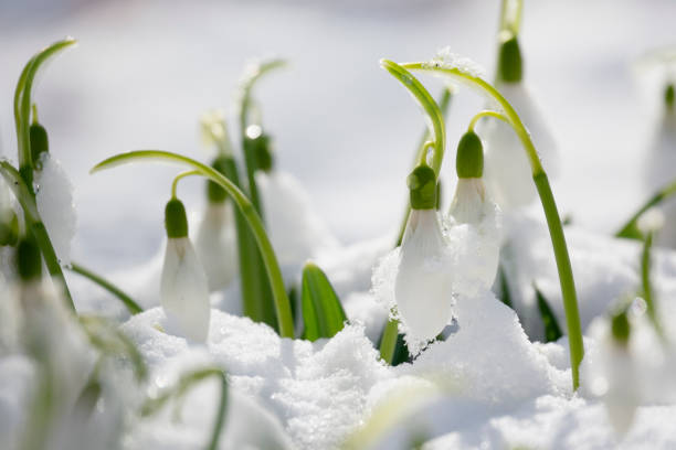 istock Snowdrops in the snow 1473713048