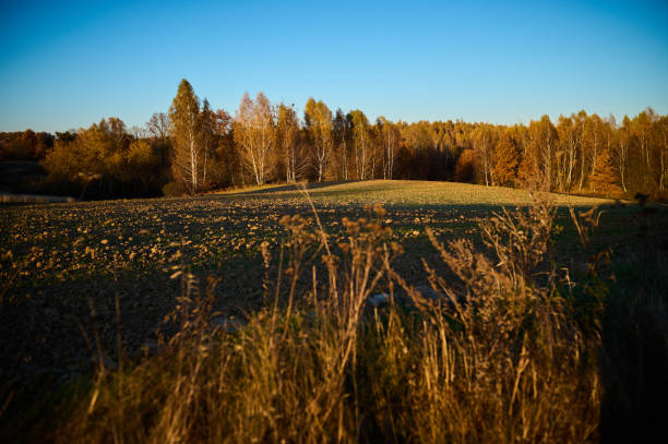 istock A Polish field near the forest is preparing for winter 1473713585