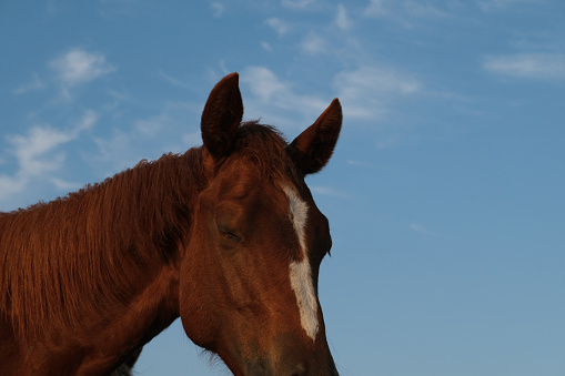 Close up view of young chestnut horse closeup during summer with sky background