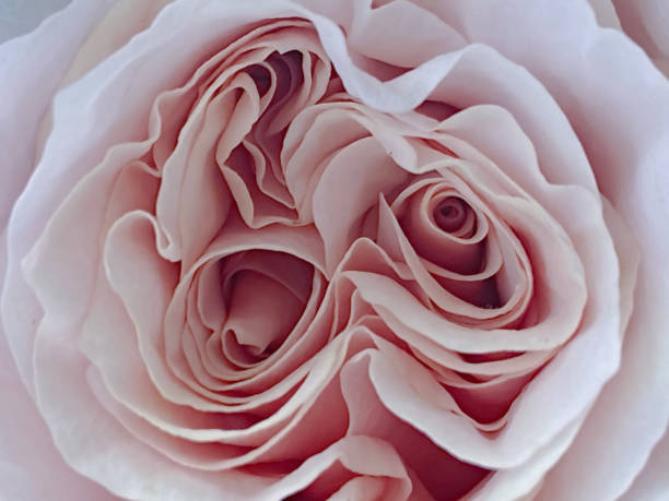 istock Background of soft pink rose petals 1473716604