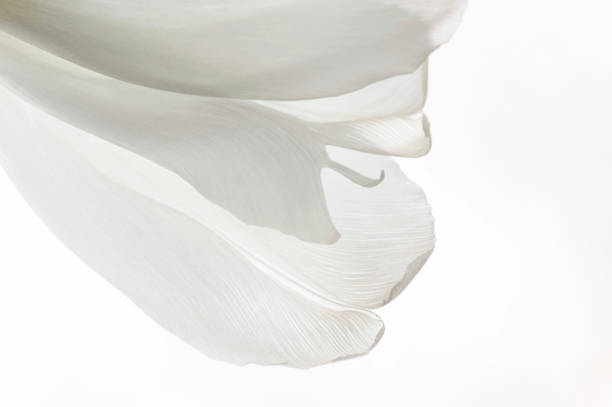 istock White tulip petals on white background 1473716611