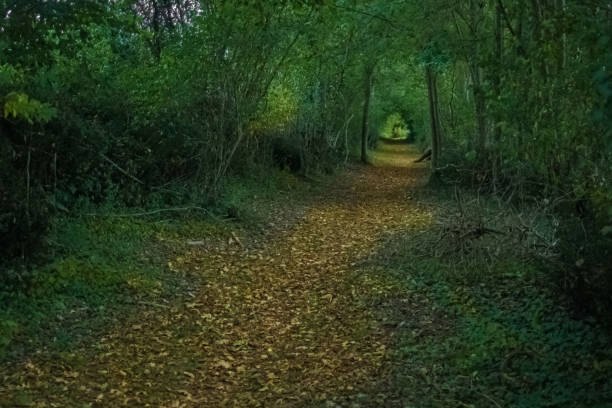 istock A path in an arch made of branches and green leaves 1473717363