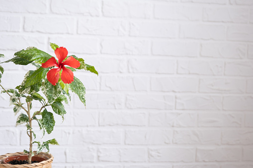 Red hibiscus varietal flower with variegated leaves in a wicker planter in the interior against a white brick wall. Growing house plants in a pot at green home