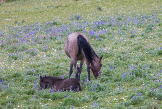 yegua de caballo salvaje y potro en las montañas pryor en verano - 11207 fotografías e imágenes de stock