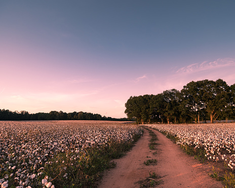 A dirt road runs through a cotton field in rural Georgia at sunset