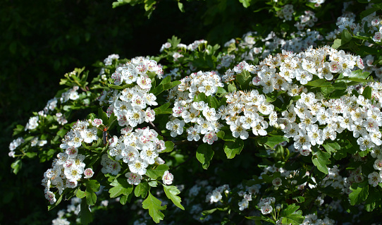 In spring, a hawthorn (Crataegus) bush blooms in nature