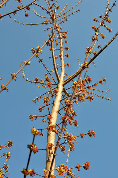 istock In nature, the ash maple (Acer negundo) blooms 1473723701
