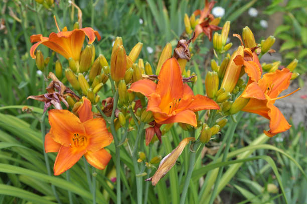 istock Irises blossom in the spring 1473723807