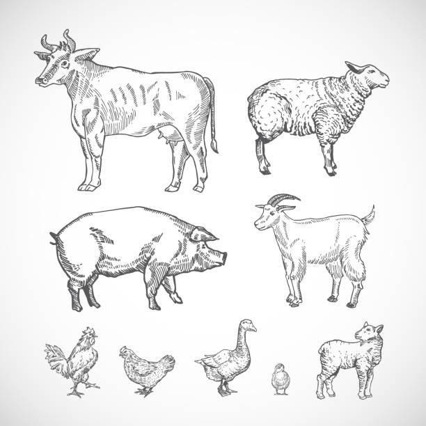 ilustrações, clipart, desenhos animados e ícones de conjunto de animais domésticos desenhados à mão. uma coleção de silhuetas de porco, vaca, cabra, cordeiro e pássaros. desenhos de estilo de gravação. - goat animal black domestic animals