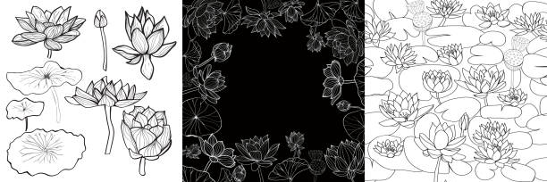Set of Lotus flowers and leaf  botanical illustration with line art. vector art illustration