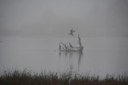 Winter fog: Group of great cormorant birds resting on a tree stump above the water surface.