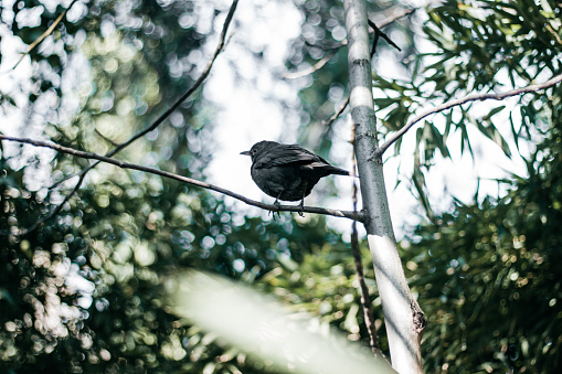 Bird sitting on tree branch , Tbilisi,  Georgia