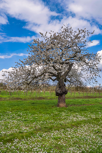 An old knotty blooming cherry tree in a meadow with daisies in Wiesbaden-Frauenstein/Germany in the Rheingau