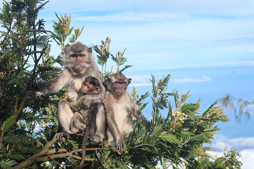 a group of mountain wild monkeys, playing, and sunbathing, up in the trees. look at the camera. bright blue sky background.