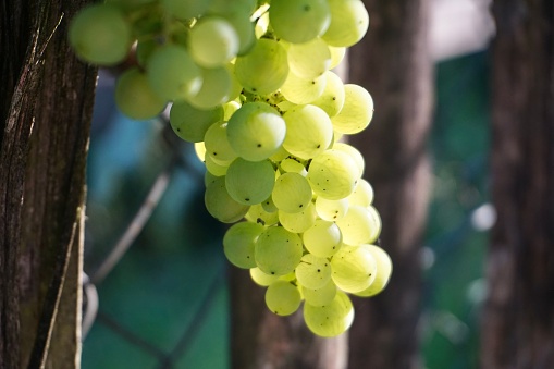 A bunch of white grapes in the sun. Beautiful white grapes. The sun is reflected in the white grapes.
