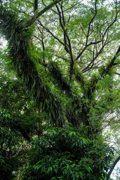 istock Green plants vines on large tree trunks give a cool atmosphere 1473727948