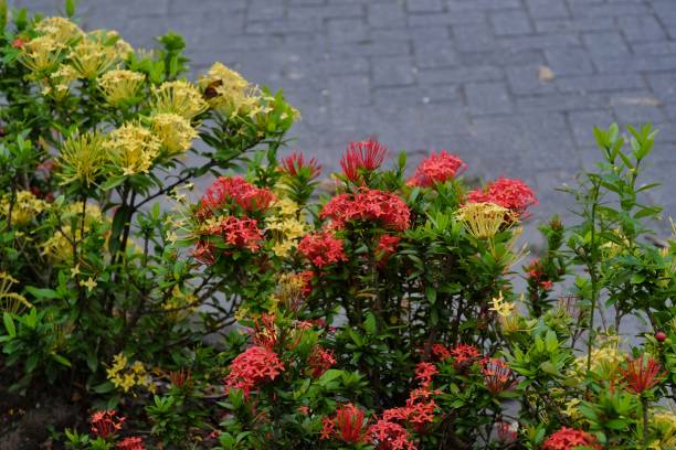 ixora chinensis, una planta ornamental con flores de la familia rubiaceae, se utiliza como borde de jardín. - as bari fotografías e imágenes de stock