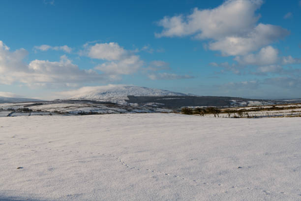 istock Animal tracks in snow 1473728005