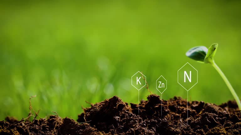 Chemical symbols of calcium, magnesium, potassium, nitrogen and phosphorus floating above fertile soil feeding just emerged young plant emphasizing significance of soil testing in fertility and yield.