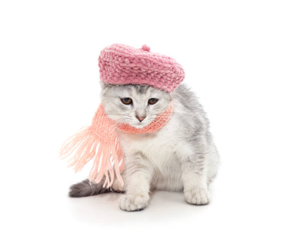 istock Cat in a hat and scarf. 1473729089