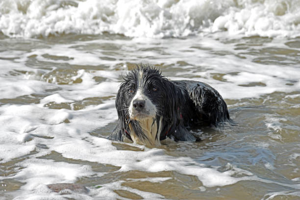 Border collie having fun on the beach in North Wales, UK
