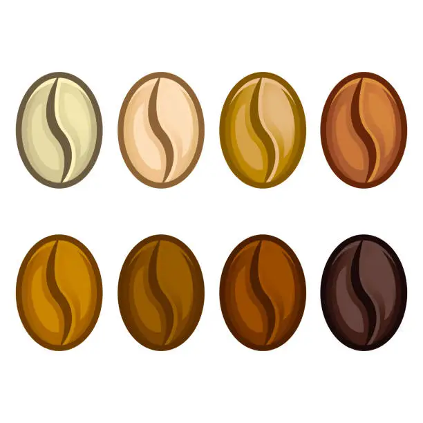 Vector illustration of Coffee beans realistic set showing various stages of roasting isolated on white background vector illustration