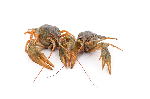 Two green crayfish isolated on a white background.