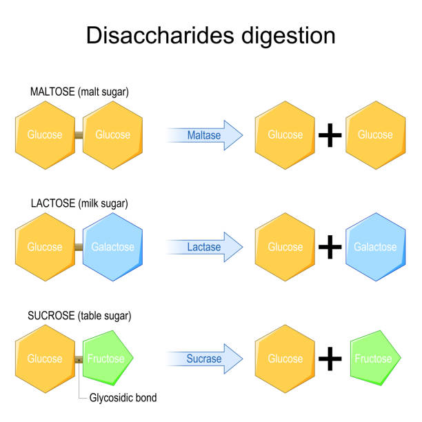 ilustraciones, imágenes clip art, dibujos animados e iconos de stock de disacáridos digestión. efecto de las enzimas sobre las moléculas de disacáridos - molecule glucose chemistry biochemistry