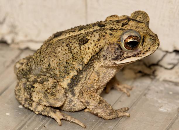 istock Gulf Coast toad (Incilius nebulifer) juvenile sitting by a residential doorstep, closeup view. 1473731738