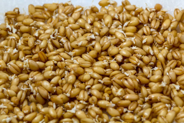 Photo of Wheat germinates from seed on a white background. Triticum aestivum growing from seed.  Wheat is a grass widely cultivated for its seed, a cereal grain which is a worldwide staple food. The many species of wheat together make up the genus Triticum; the most widely grown is common wheat