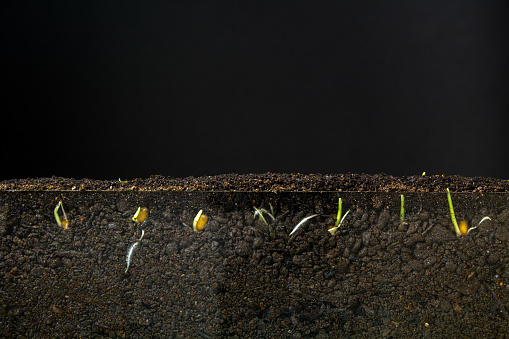 Photo of Fresh New Green Grass on the soil against black background.  Wheat germination and growing time lapse. Wheat is a grass widely cultivated for its seed, a cereal grain which is a worldwide staple food. The many species of wheat together make up the genus Triticum; the most widely grown is common wheat. The archaeological record suggests that wheat was first cultivated in the regions of the Fertile Crescent around 9600 BCE. Botanically, the wheat kernel is a type of fruit called a caryopsis. Wheat is an important source of carbohydrates. Globally, it is the leading source of vegetable protein in human food, having a protein content of about 13%, which is relatively high compared to other major cereals[12] but relatively low in protein quality for supplying essential amino acids. When eaten as the whole grain, wheat is a source of multiple nutrients and dietary fiber.