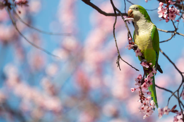 Green-winged Parakeet perched on a blossoming almond tree. Green-winged Parakeet perched on a blossoming almond tree.  Spring flowers.  invasive birds.  Small birds. monk parakeet stock pictures, royalty-free photos & images