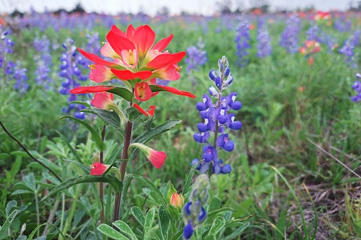 A close-up perspective on an Indian paintbrush flower growing wild along with many Texas bluebonnets.