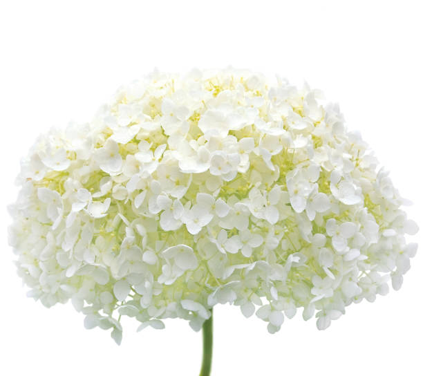 istock White Hydrangea Flower Head, Isolated Blooms Macro Closeup, Mophead Annabelle H. Arborescens, Tree Hortensie Smooth Anabelle Cold Hardy Shrub, Rain Water Dew Drops, Detailed Raindrops, Waterdrops, Dewdrops, Large Horizontal 1473734906