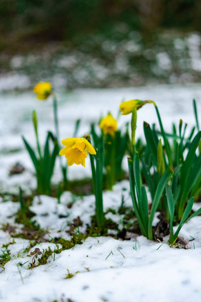 istock Blooming Narcissus with raindrops on it in spring with snow 1473735201