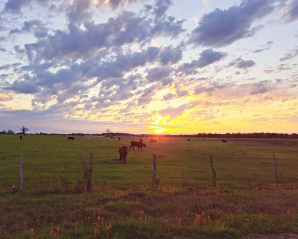 istock Cattle Grazing Behind Barbed Wire Fence in Springtime 1473735379