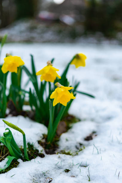 istock Blooming Narcissus with raindrops on it in spring with snow 1473735500