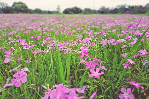 A foreground-focused, low-angle perspective on a large number of pink hairy phlox wildflowers growing in an open grassy field.