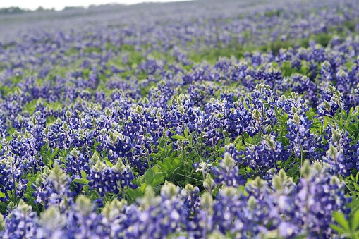 A mid-depth focal point perspective on a huge field of bluebonnets growing in a meadow in central Texas.