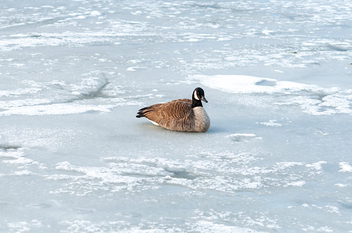 Resilient bird over a frozen lake in Winter, Toronto, Canada