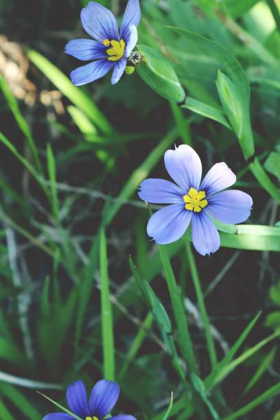 istock Detail of Tiny Blue Wildflower in Central Texas Grass 1473738010