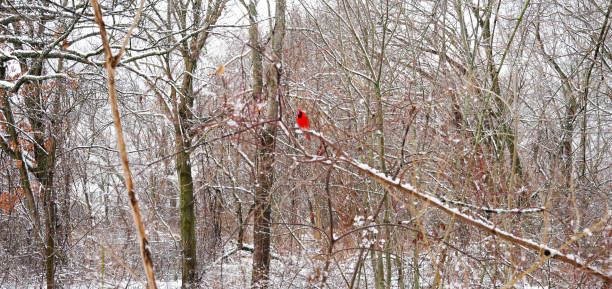 istock Winter Birds Ducks Geese Charles River Reservation 1473738515
