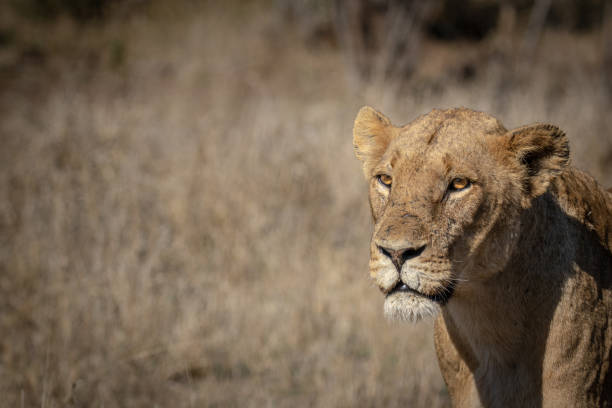 istock A lioness stares into open space 1473738723