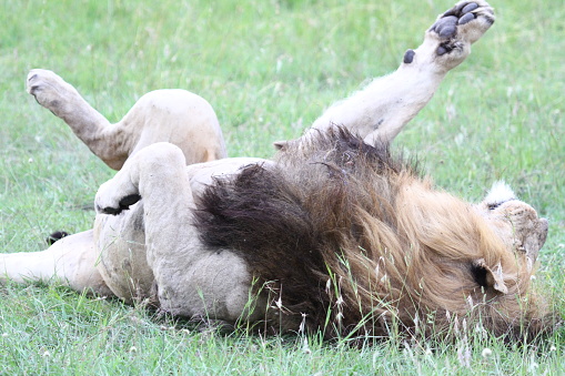 Closeup of a male lion lying on his back after a hearty meal, paws lifted in the air. High quality photo
