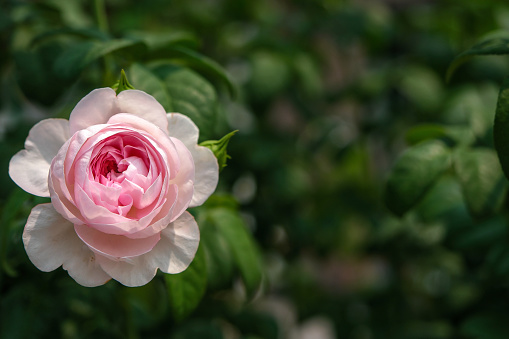 Close-up of a pink rose on a natural background called 'Mon Coeur' .High quality photo